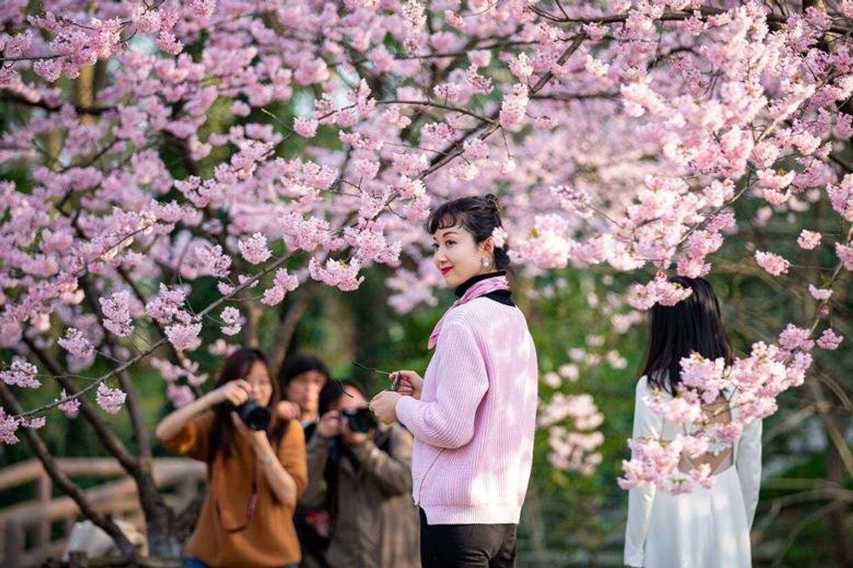 Посетители позируют под цветущей сакурой в Ботаническом саду в Нанкине