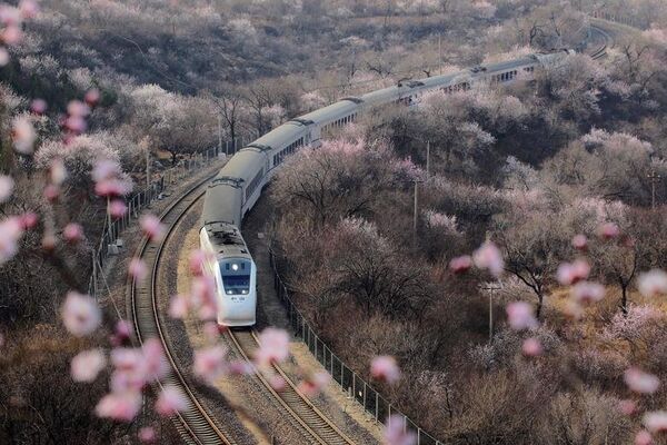 Скоростной поезд едет вдоль цветущих деревьев в Китае