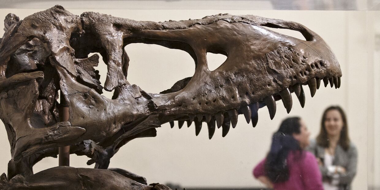 Череп тираннозавра в музее естественной истории в Вашингтоне
