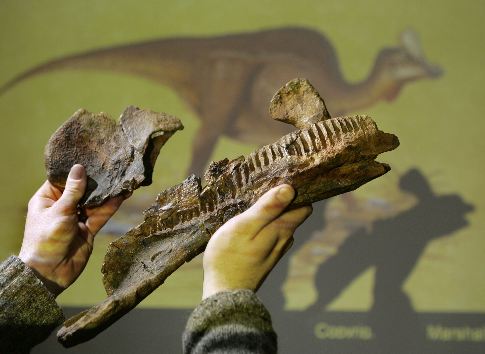 Окаменелые останки утконосого динозавра в музее естественной истории штата Юта - ИноСМИ, 1920, 09.04.2024