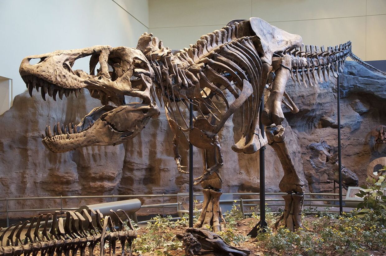Скелет тираннозавра в музее естественной истории в Питтсбурге