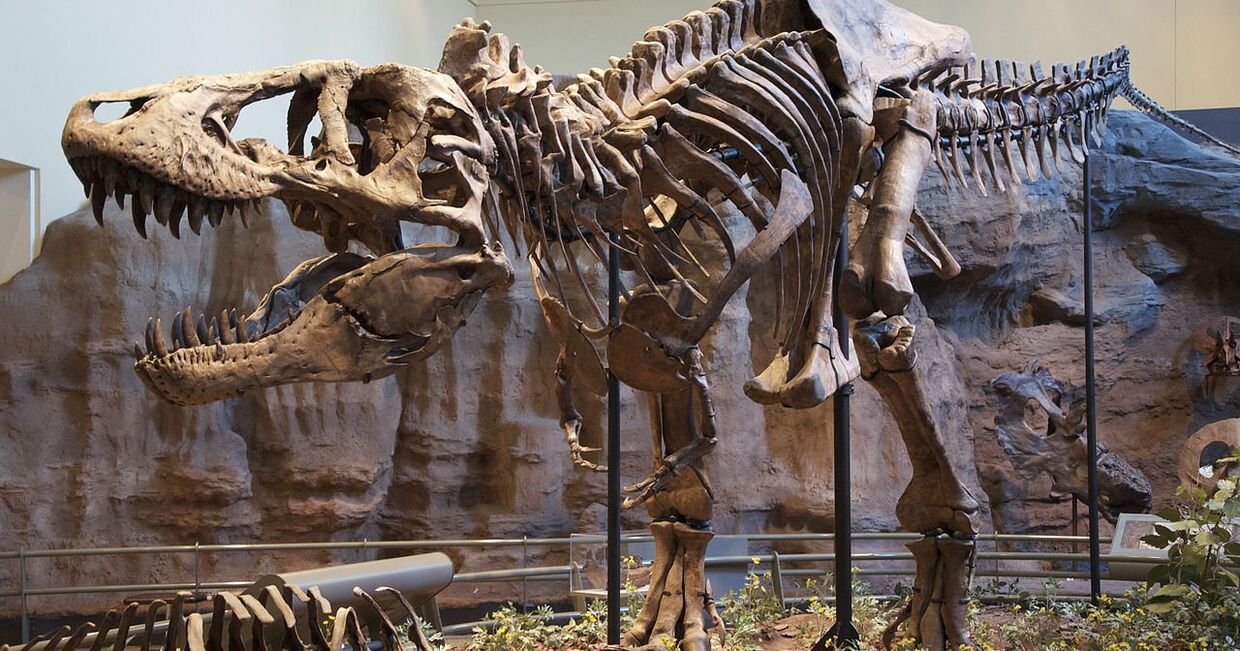 Скелет тираннозавра в музее естественной истории в Питтсбурге