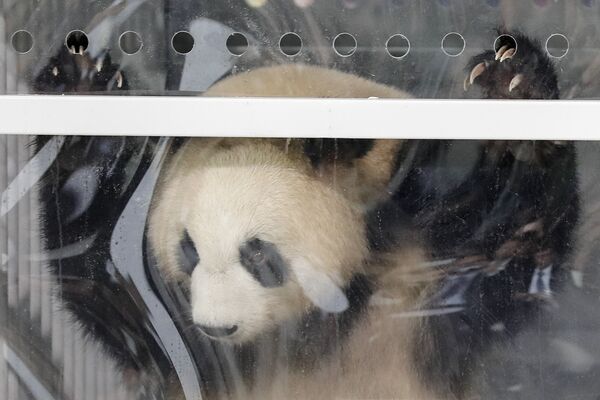 Большая панда Мэн Мэн выглядывает из вольера, в котором она летела из Китая в Берлин. Панду встречают в аэропорту мэр Берлина и посол Китая в Германии