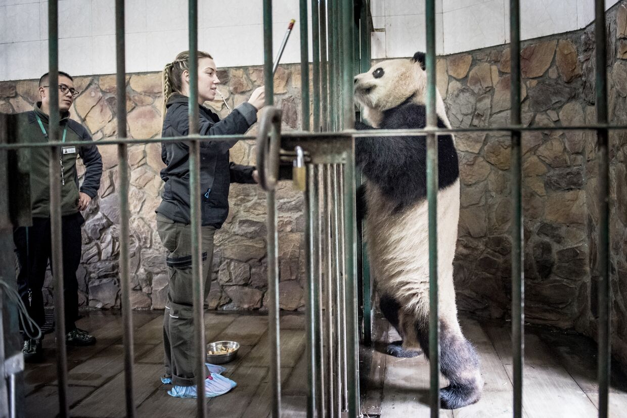 Работница копенгагенского зоопарка Пернилле Гёруп Андерсен общается с пандой Синь Эр перед долгим путешествием из  заповедника больших панд в китайском Чэнду в Данию