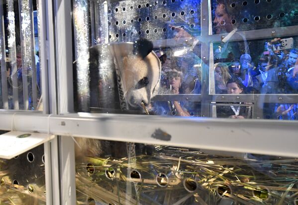 Одна из двух больших панд из Китая в аэропорту Схипхол. Китай предоставил Нидерландам панд в рамках 15-летнего сотрудничества и при условии строительства специального вольера в зоопарке