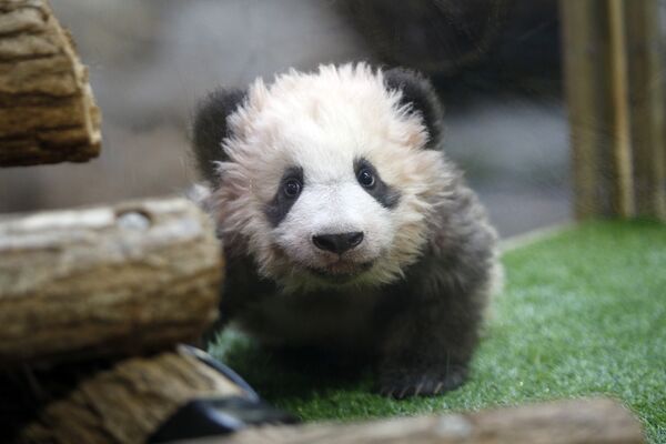 Во французском зоопарке впервые родился детеныш большой панды. Юань Мэн, которому на этом фото четыре месяца, появился на свет у родителей, предоставленных Франции Китаем в рамках программы сотрудничества
