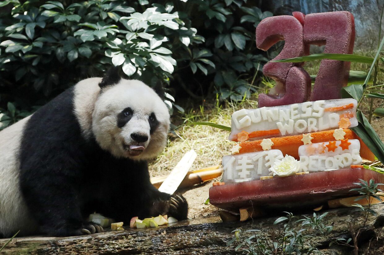 Панду Цзя Цзя Китай подарил Гонконгу в 1999 году в честь двухлетия выхода Гонконга из-под власти Великобритании. Цзя Цзя попала в книгу рекордов Гиннесса как старейшая панда в мире. Она скончалась в возрасте 38 лет