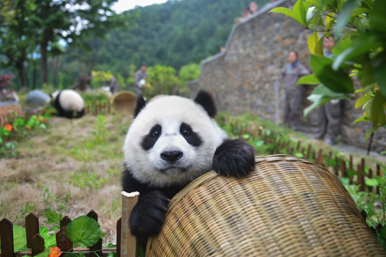 Панда в научно-исследовательском центре по сохранению гигантской панды в Вэньчуане