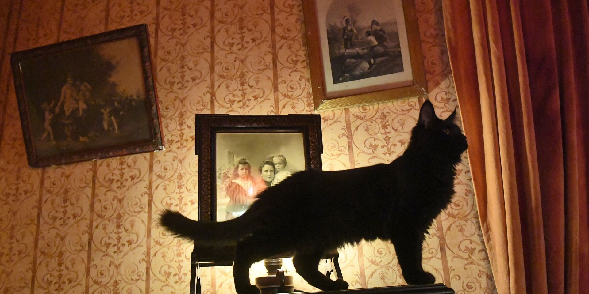 Новый кот Бегемот появился в музее Булгакова - ИноСМИ, 1920, 01.02.2021