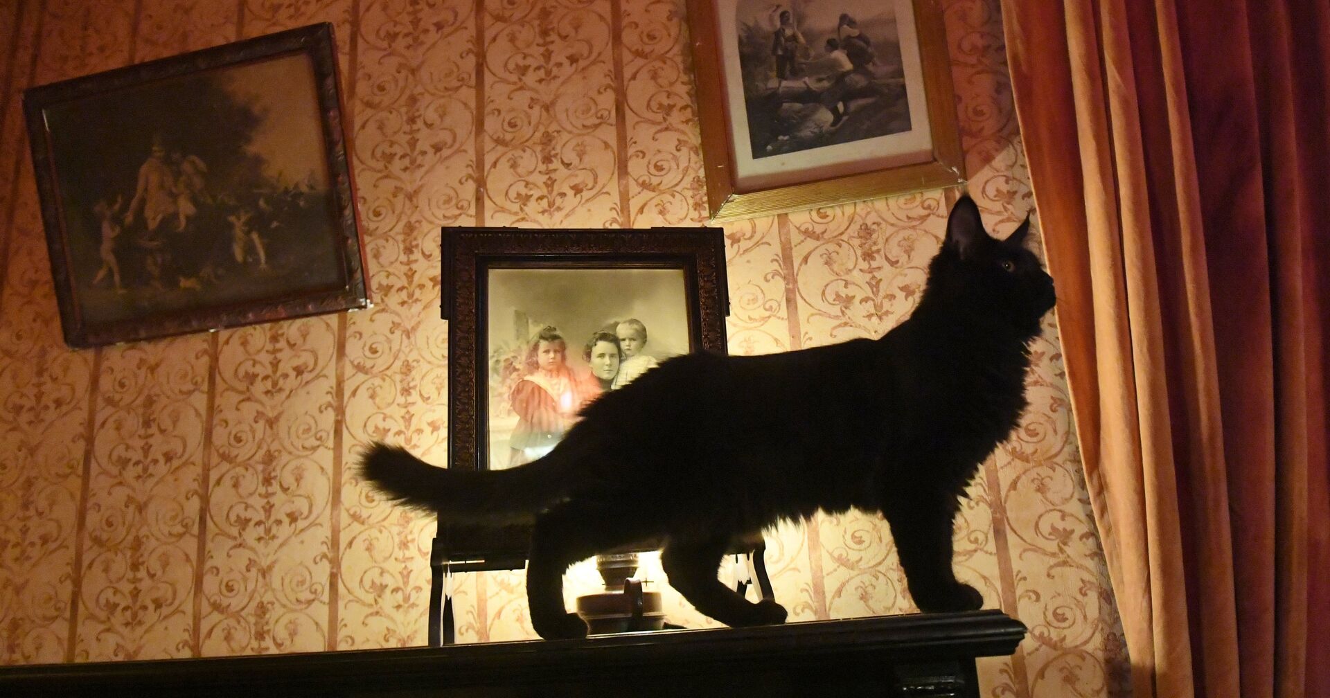 Новый кот Бегемот появился в музее Булгакова - ИноСМИ, 1920, 06.02.2021