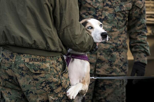Американские военные во время военных учений Trident Juncture 2018 в Норвегии Американские военные во время военных учений Trident Juncture 2018 в Норвегии