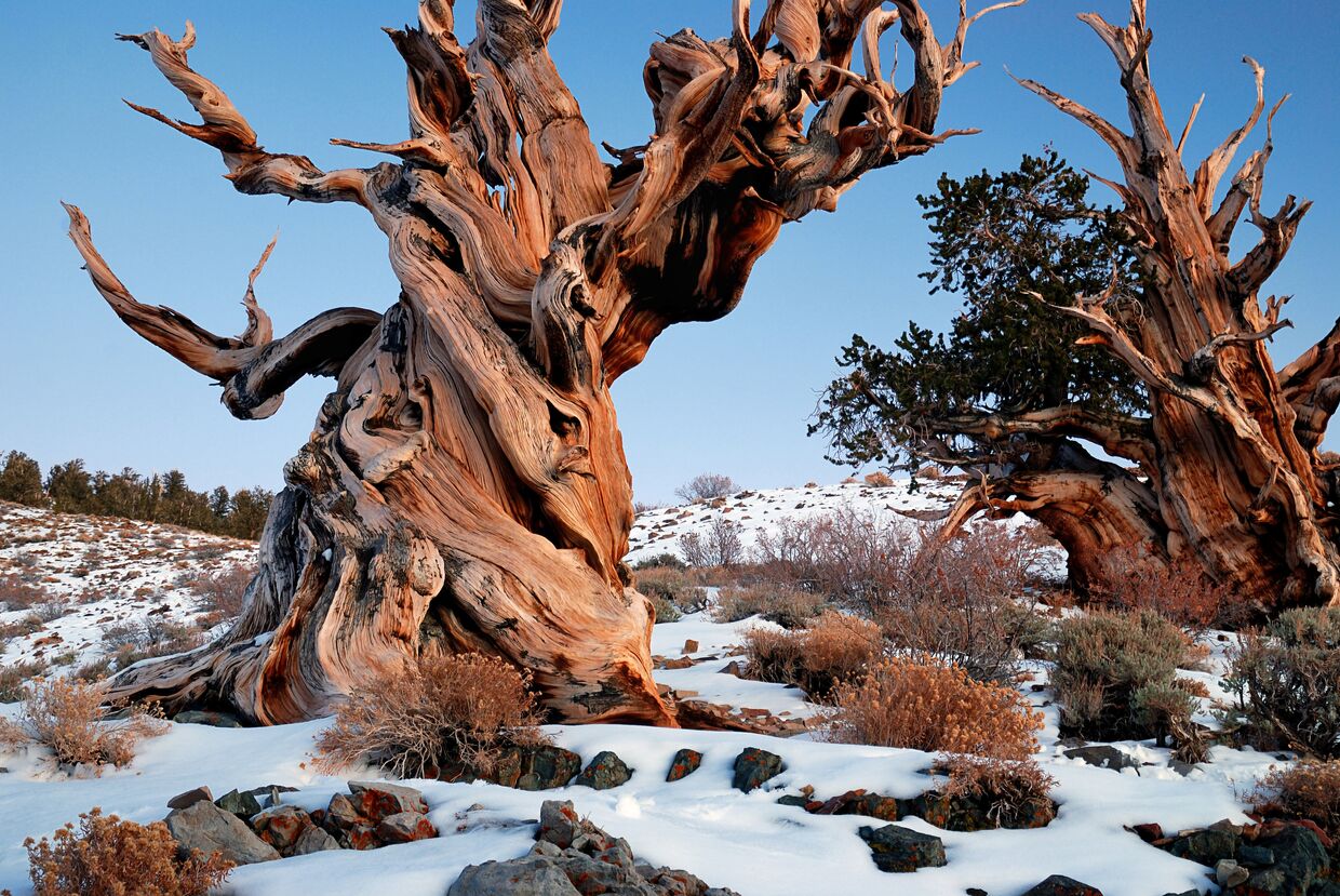 Pinus longaeva, Сосна остистая межгорная