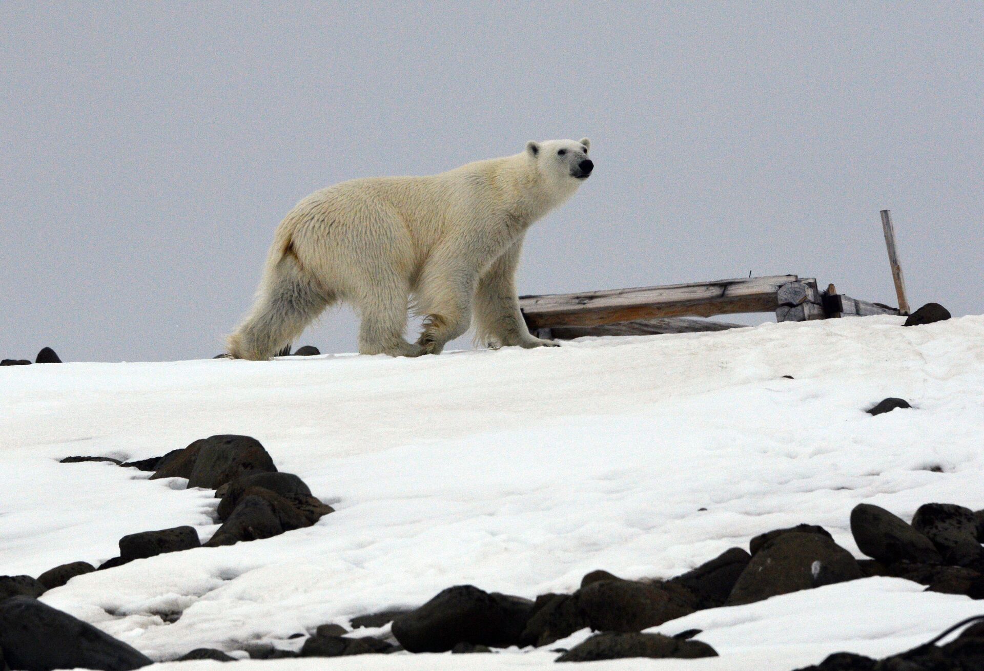 Белый медведь на одном из островов архипелага Земля Франца-Иосифа - ИноСМИ, 1920, 06.01.2021