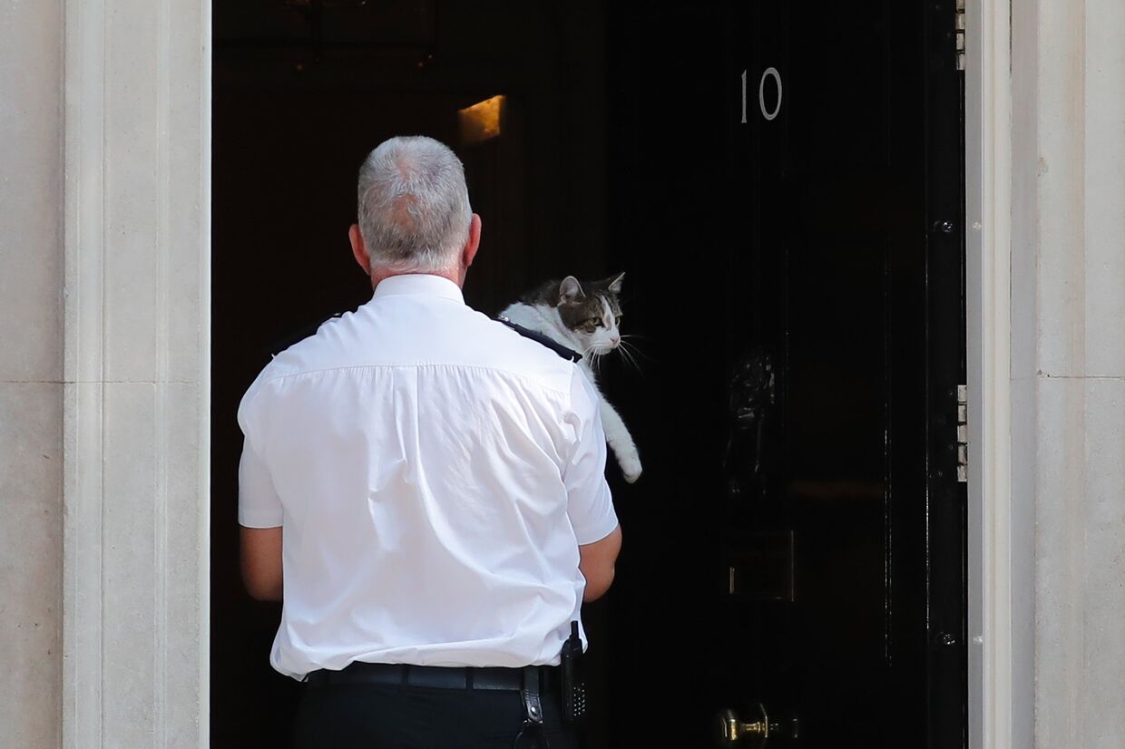 Кота Ларри несут в резиденцию премьер-министр Великобритании на Даунинг-стрит, 10, Лондон