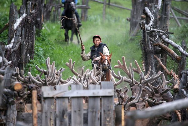 Погонщик оленей на ферме Алатау маралы в ущелье Касымбек Алматинской области