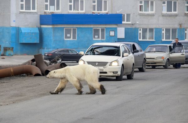 Белый медведь на улице Норильска