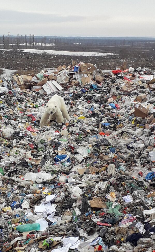 Белый медведь на мусорной свалке в Норильске
