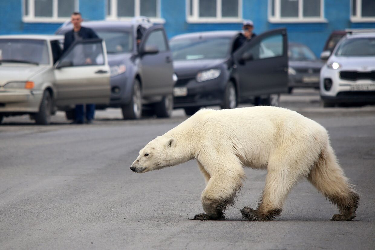 Белый медведь в Норильске