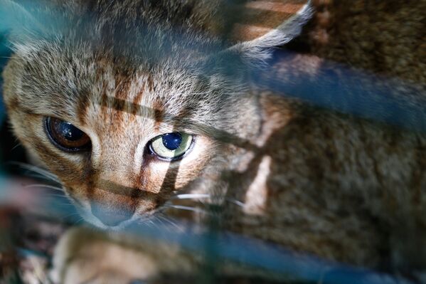Лиса-кошка, найденная на французском острове Корсика