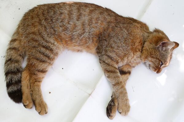 Лиса-кошка, найденная на французском острове Корсика