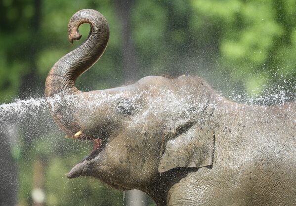Слон принимает прохладную ванну в берлинском зоопарке