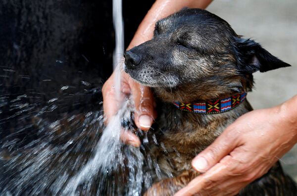 Хозяйка помогает собаке охладиться в фонтане в Брюсселе, Бельгия