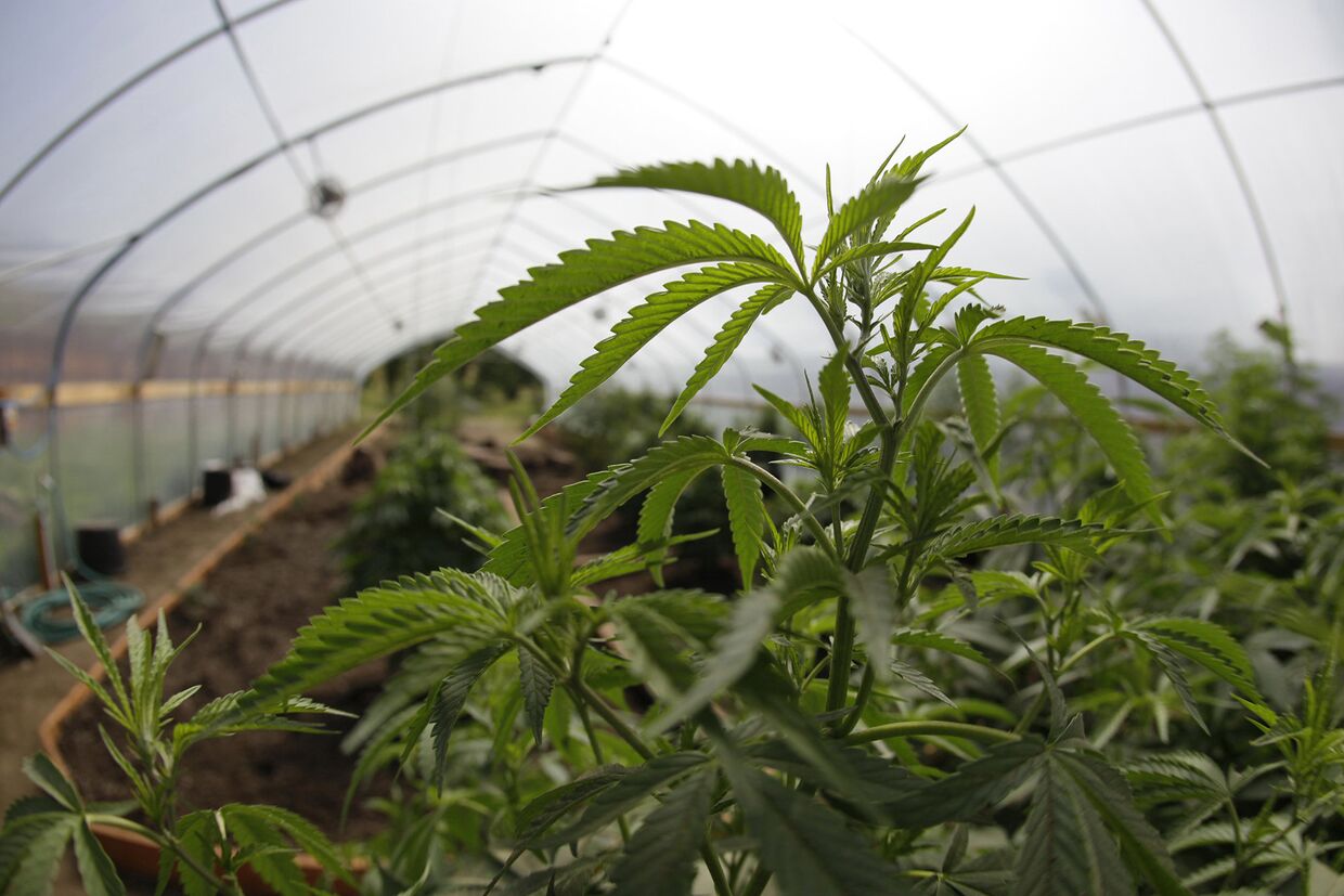 Украина выращивание марихуаны сколько держатся наркотики в моче