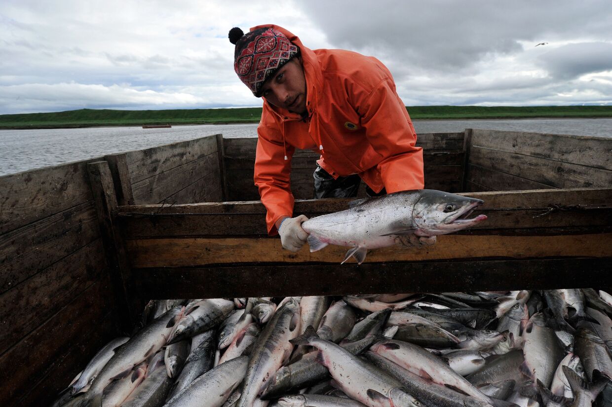 Сотрудник рыболовецкой артели Народы севера перегружает выловленного лосося из невода в грузовик