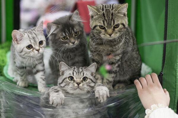 Котята на выставке кошек