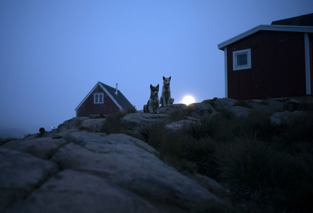 Собаки у дома в Кулусуке, Гренландия