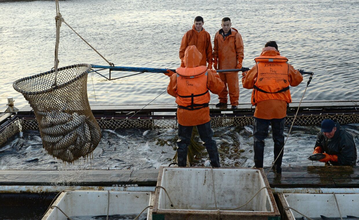 Массовый лов красной рыбы в России