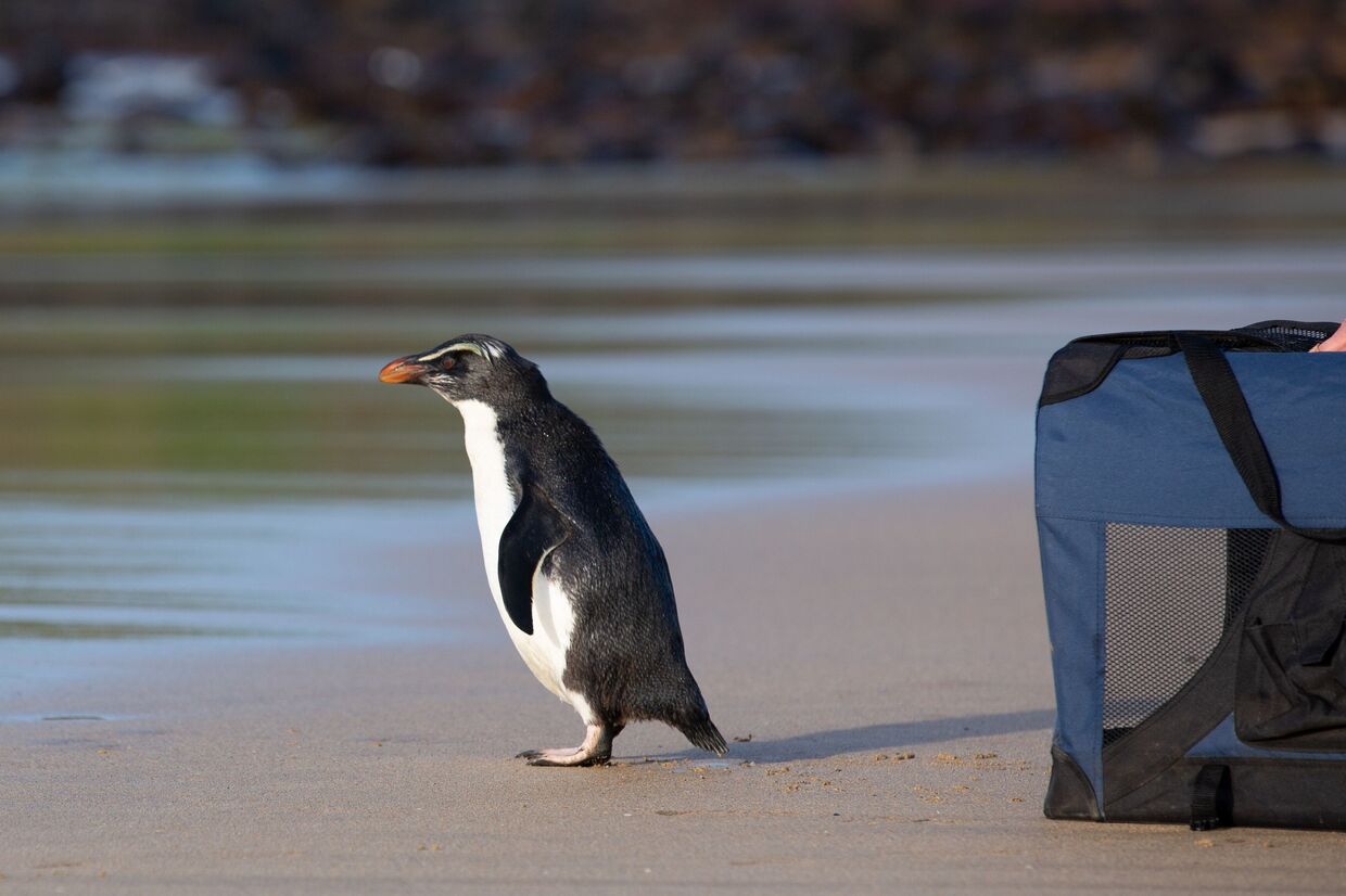 Фьордлендский пингвин на острове Филлип