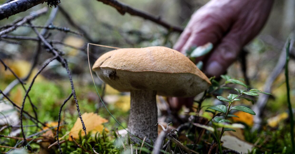 Сбор грибов