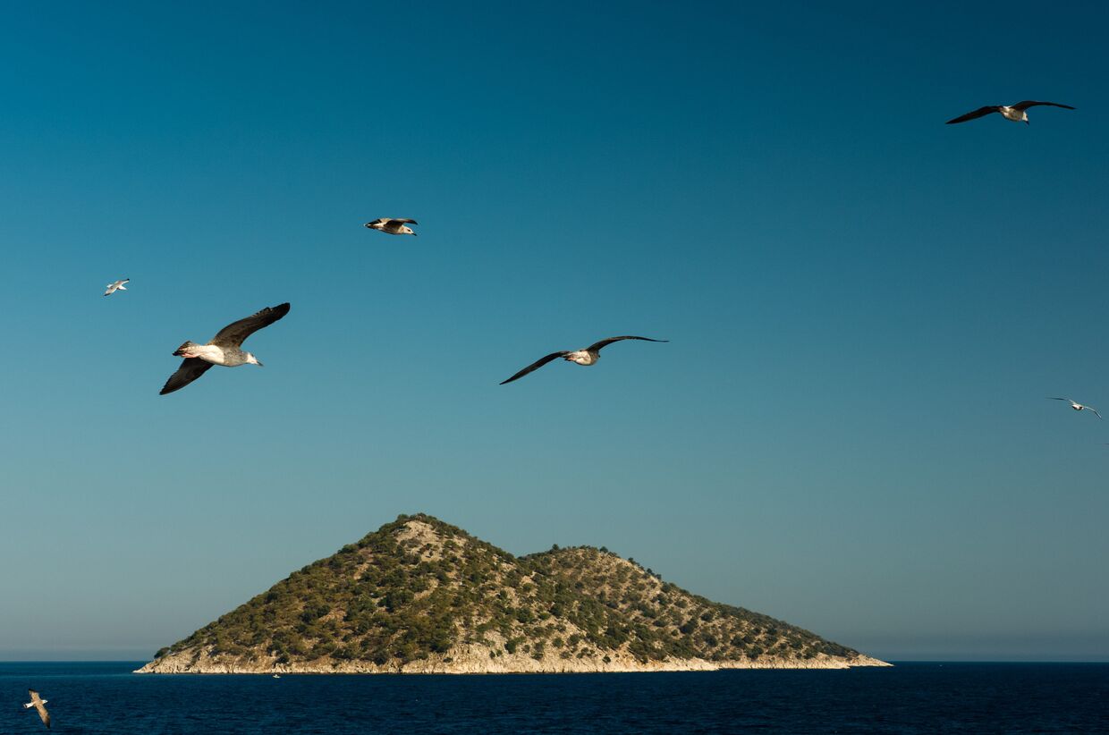 Чайки над греческими островами в Средиземном море