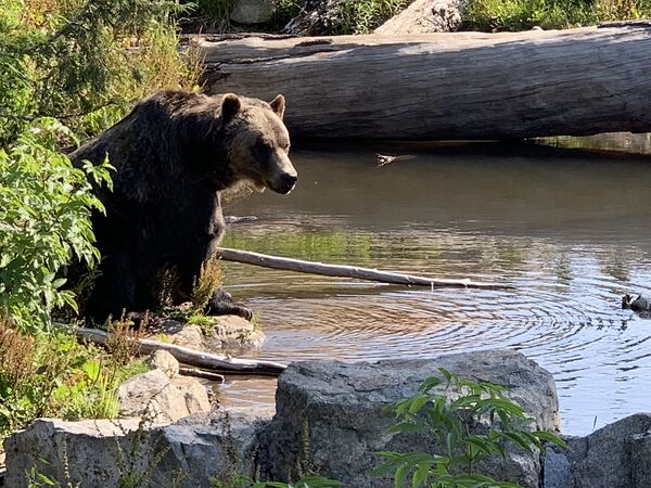 Медведь гризли на горе Тетерев, Канада