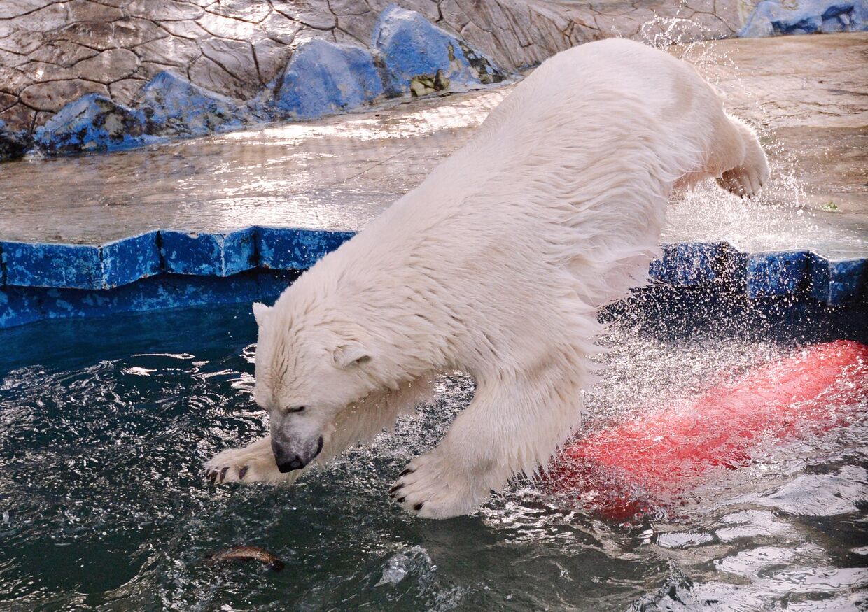 Белые медведицы в красноярском зоопарке Роев ручей