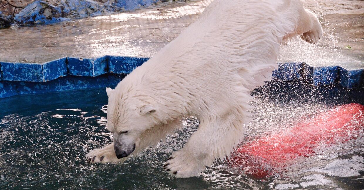 Белые медведицы в красноярском зоопарке Роев ручей
