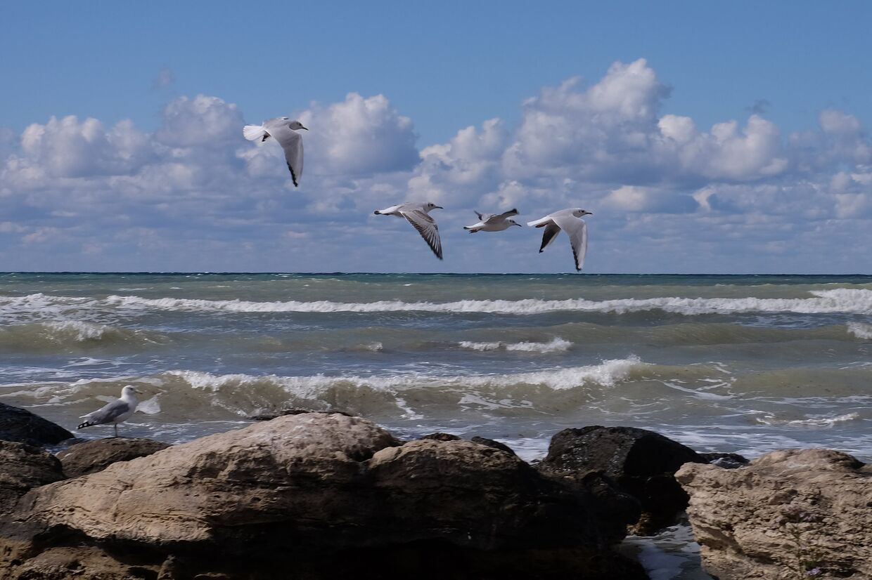 Серебристые чайки на Каспийском море в Актау, Казахстан