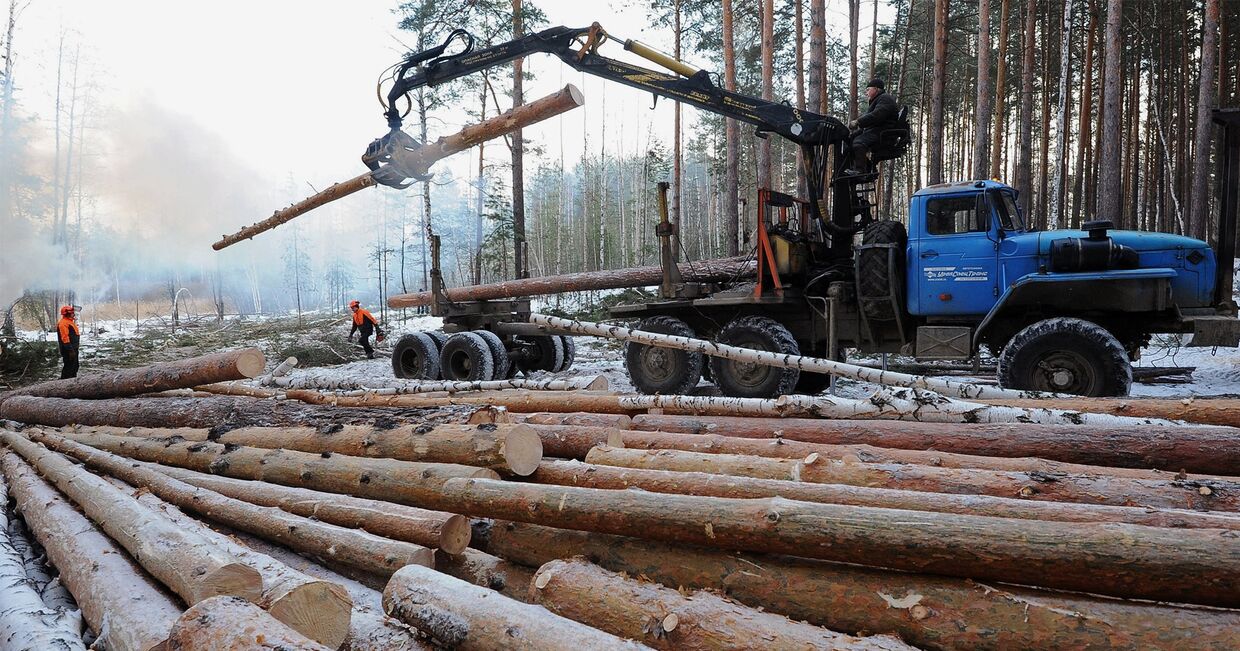 Вырубка леса и заготовка древесины