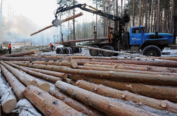 Вырубка леса и заготовка древесины Вырубка леса и заготовка древесины
