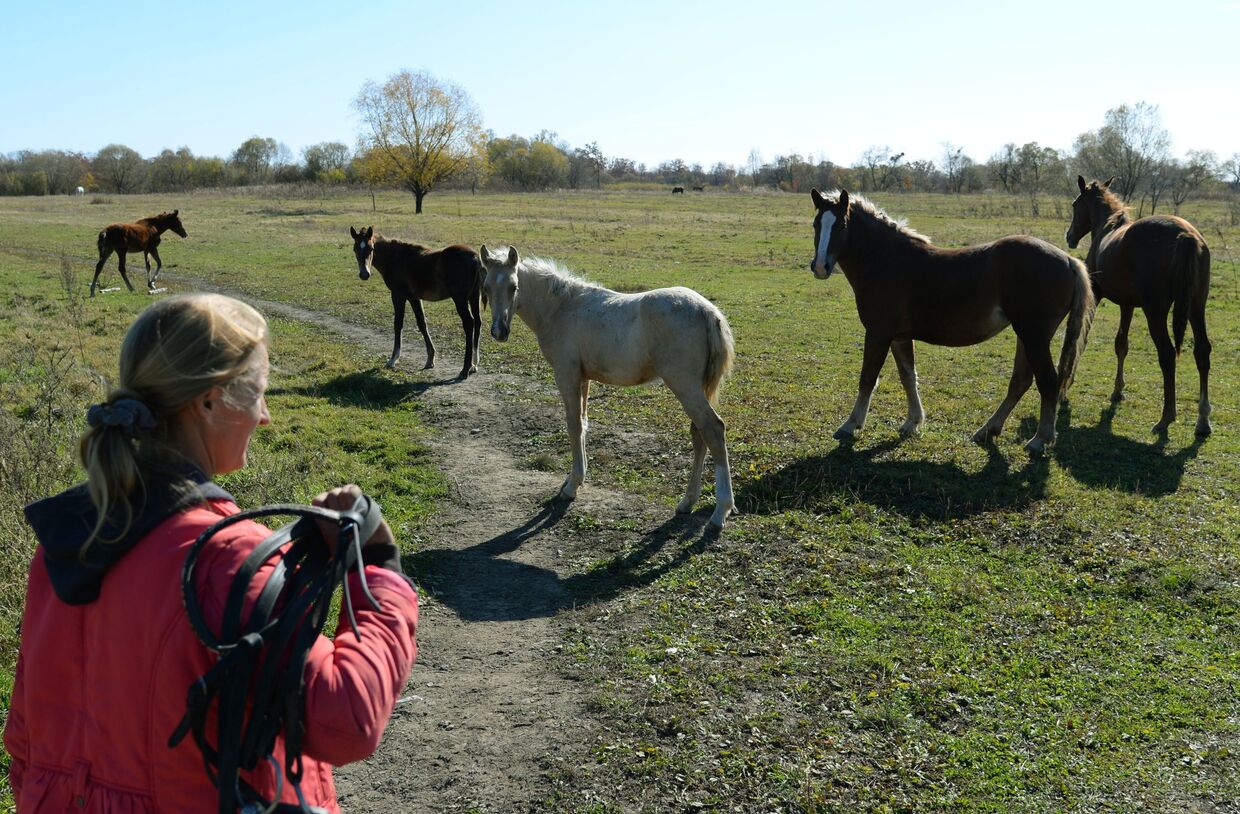 Разведение лошадей на дальневосточном гектаре в Хабаровском крае