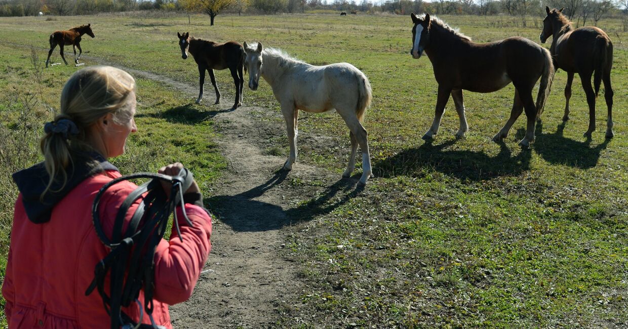 Разведение лошадей на дальневосточном гектаре в Хабаровском крае