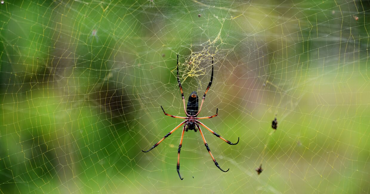 Пальмовый паук на острове Ла Диг (Республика Сейшельские острова)