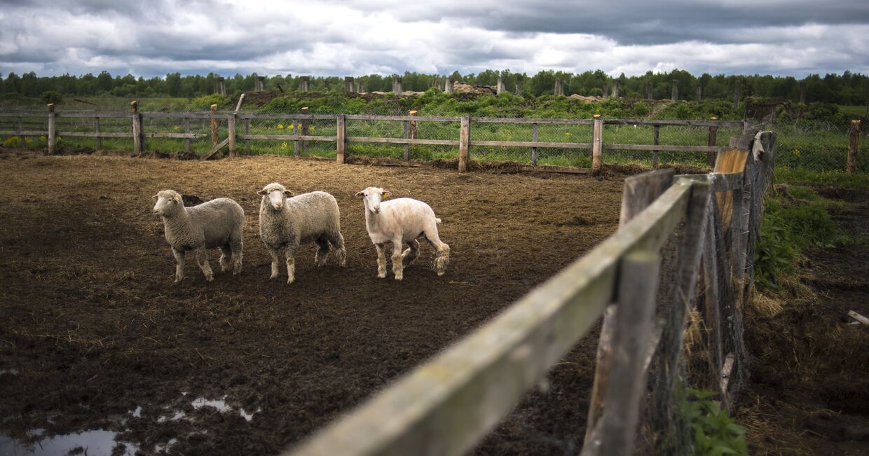 Овцы на выгульной площадке овечьей фермы крупнейшего производителя органической продукции агрохолдинга АгриВолга в Угличском районе Ярославской области