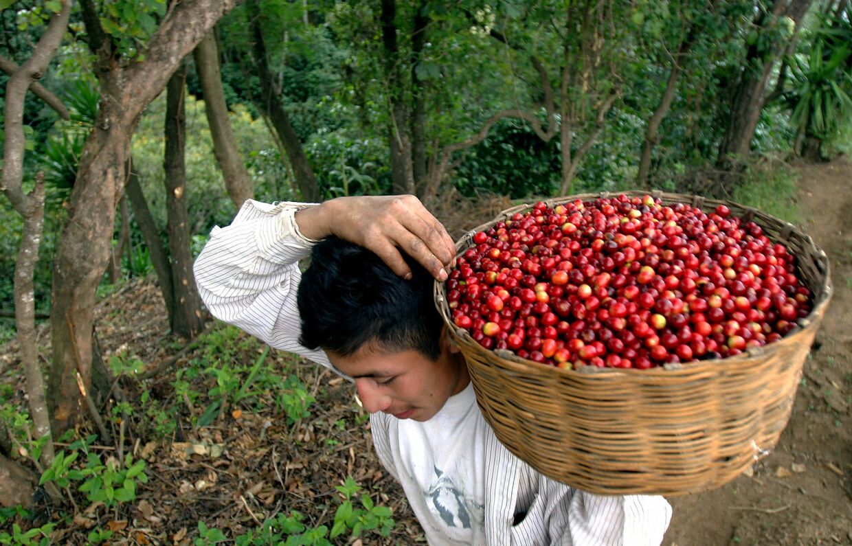 Сбор урожая кофе в Сан-Лукас-Толиман, Гватемала