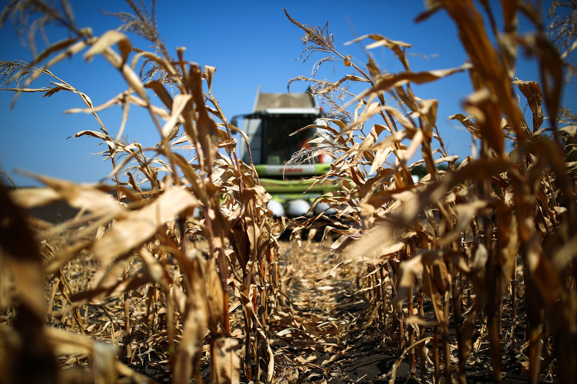 Уборка кукурузы - ИноСМИ, 1920, 23.03.2026