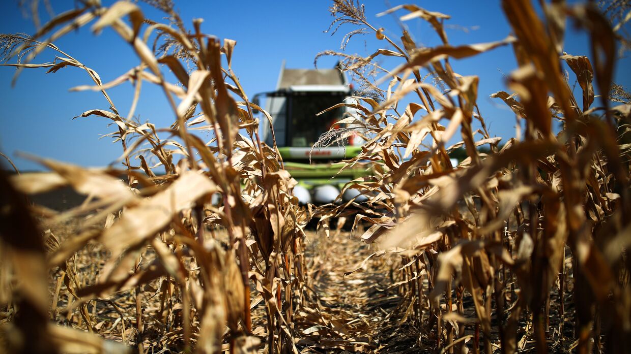 Уборка кукурузы