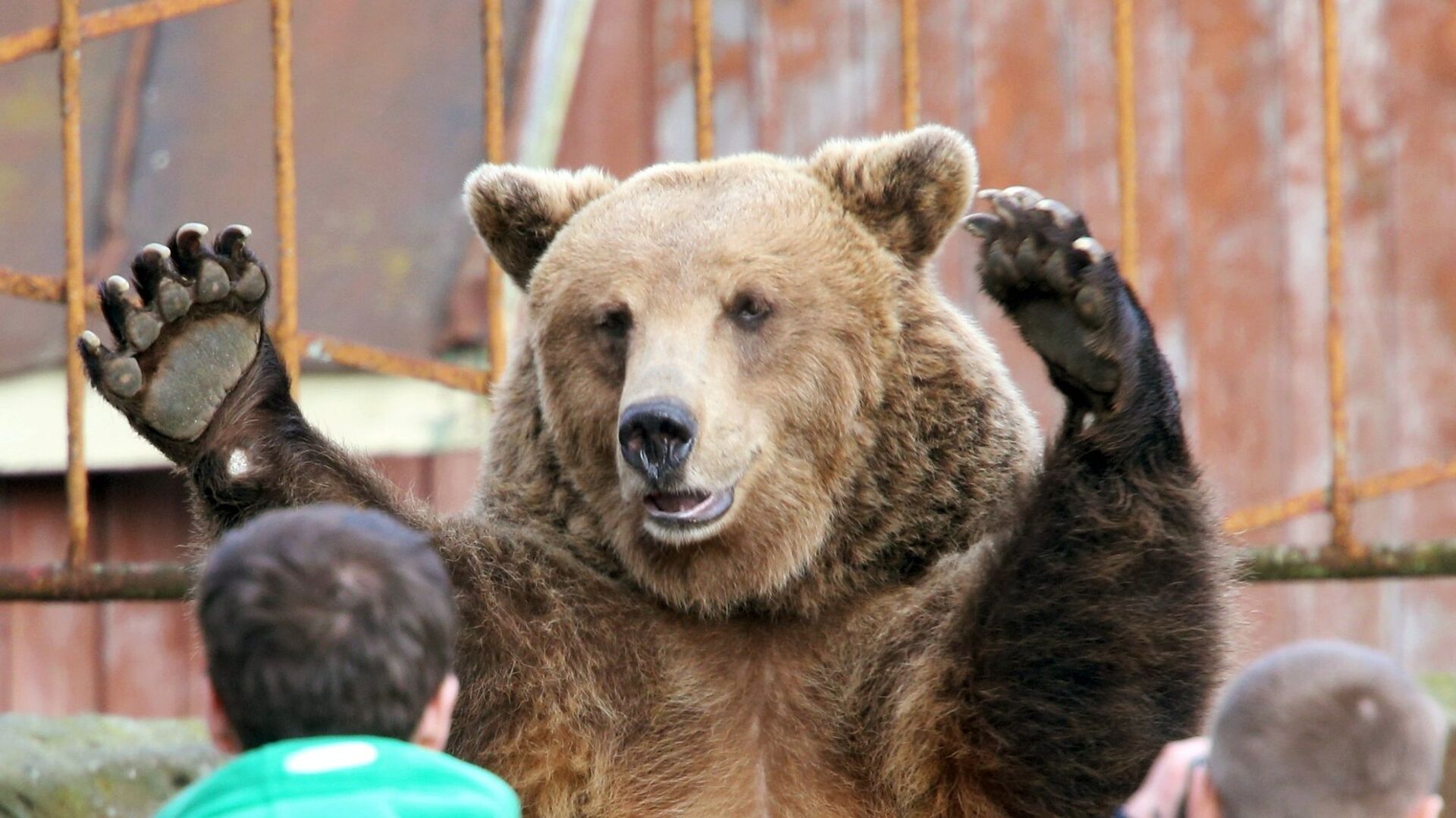 Бурый медведь в зоопарке города Калининграда - ИноСМИ, 1920, 19.05.2023