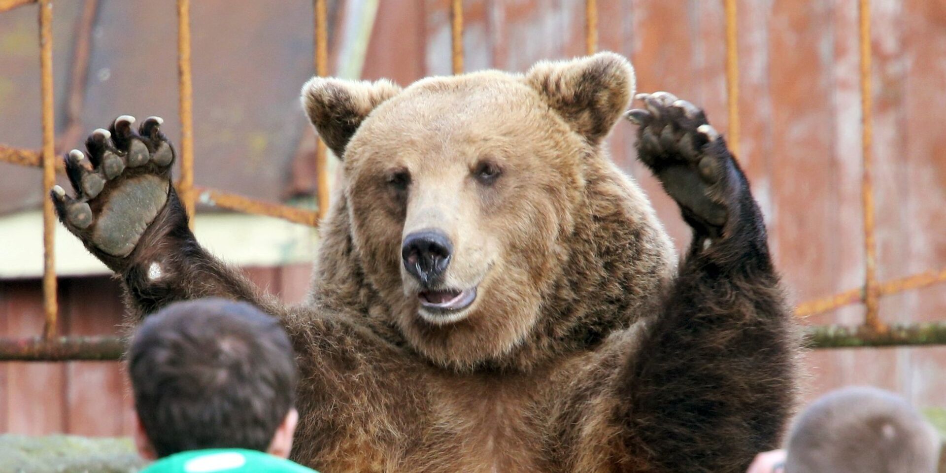 Бурый медведь в зоопарке города Калининграда - ИноСМИ, 1920, 01.10.2021