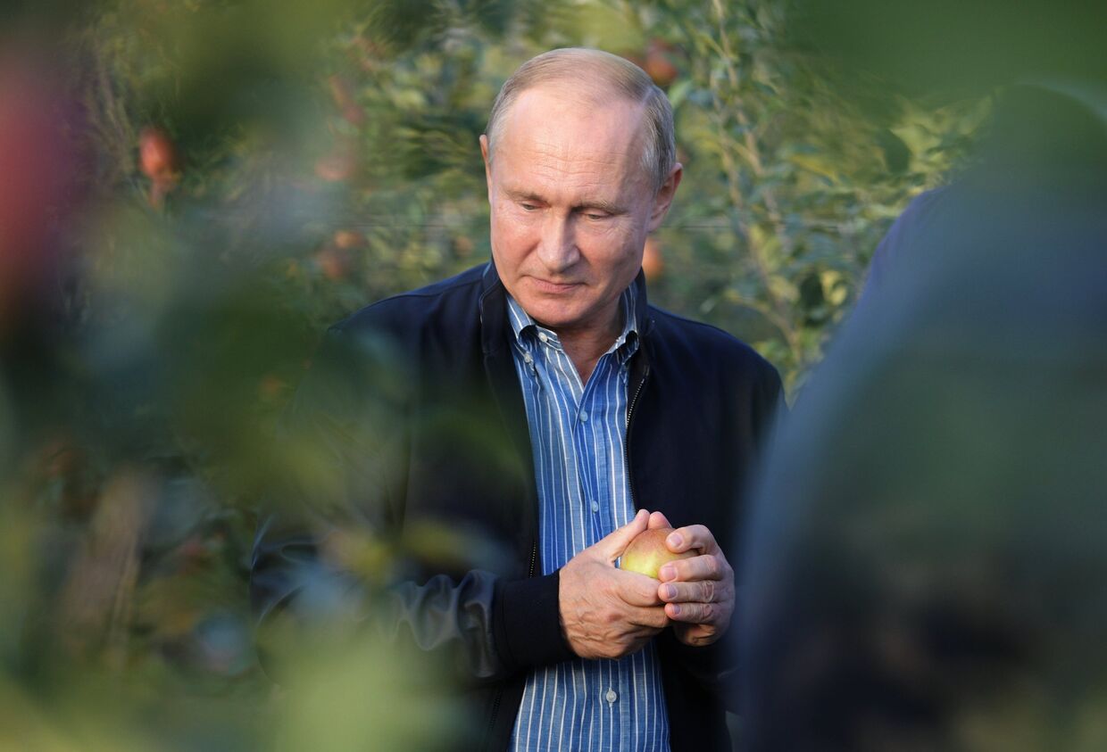Президент РФ Владимир Путин во время посещения яблоневых садов